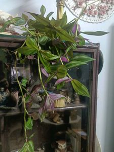 Tradescantia Zebrina - Wandering Jew