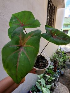 caladium Biclor Plant 🪴 &amp; Pot