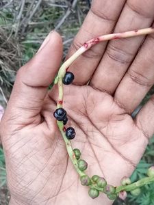 Kitchen Garden Plant