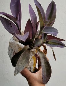 Purple Heart Plant