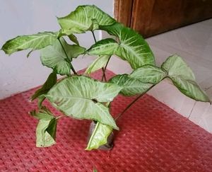 Pack 2 arrowhead plant 🌵 &amp; pot