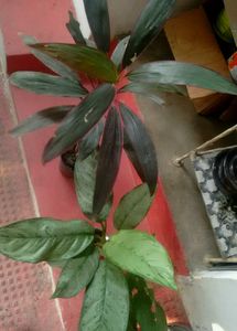 Agmeleies &amp; Dracaena Red Ruby Plant