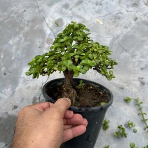 Miniature Jade Bonsai Tree