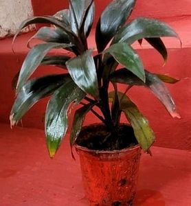 Pack 2 Moses-in-the-Cradle &amp; Syngonium Plant &amp; Pot