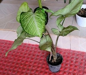 Pack 2 Evergreen Arrowhead Plant 🌵&amp; Pot