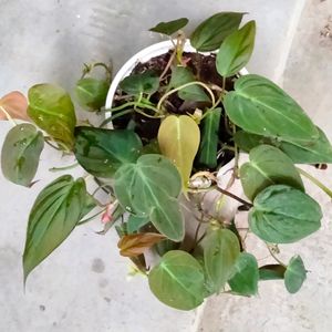 Mix Plants (5 Varieties)