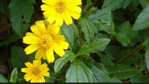 Combo Of aprajita plant And Wedelia