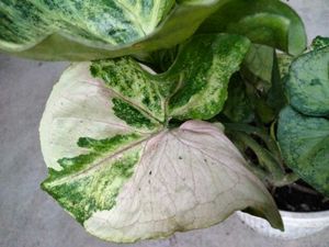 combo plants.