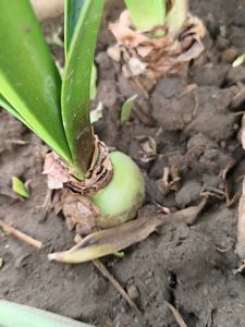 Amaryllis Young Plant Bulb