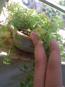 Real Rooted Turtle Vine Potted Plant