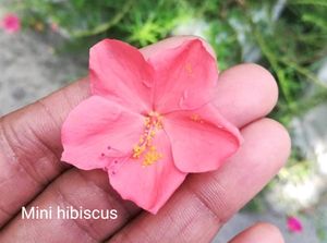 Freshly Harvested White Adenium Seeds