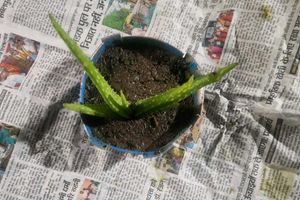Aloe Vera Plant