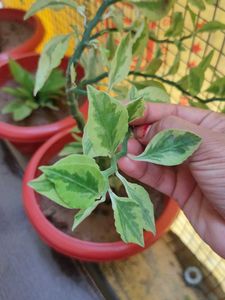 Variegated Devil's Backbone Plant