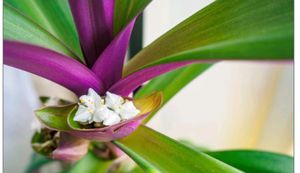 Moses-in-the-Cradle Plant  &amp; Pot