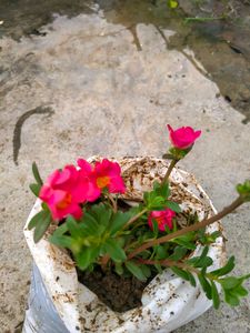 10 "0 clock Live Plant
