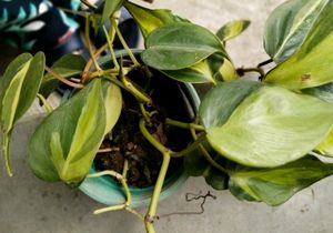 Brazil Pothos