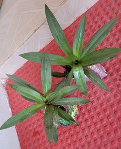 Moses In The Cradle Plants