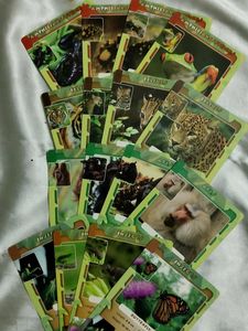 JungleLife Animal Card Game with tin box