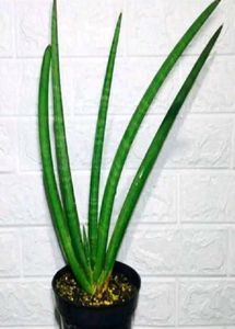 LIVE Cylindrical Snake/Spear Plant