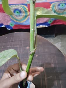 Glass Bottles With rooted Money Plant