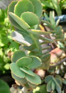 Succulents