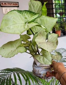 Pack 2 Caladium Biclor &amp; Evergreen Arrowhead Plant