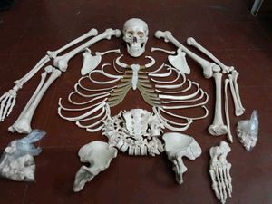 Bone set