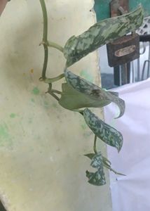 silver satin pothos