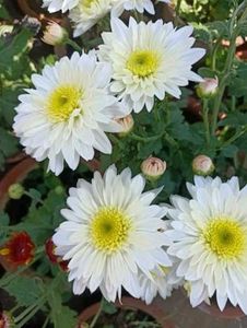 Live White Chrysanthemum Flower plant with pot
