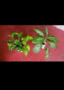 Set 4 Plectranthus Nitidus,Diffenchie,Purple Heart