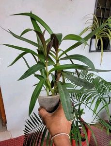 Set 2 Mosen Plants