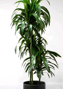 Dracaena Indoor Air Purifier Plant