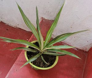 Agave Attenuata Small  Heat Tolerant &amp; Pot
