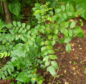 Curry Leaf Plant saplings (3 numbers)