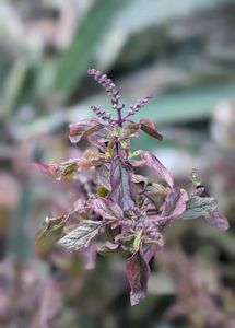 BLACK TULSI