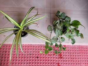 2 Set Money &amp; Pandanus veitchii Plants