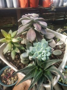5 Big Succulent Combo