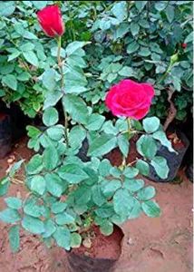 Alive Rose Plant