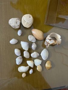 Sea Shells