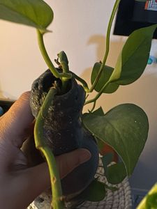 Unique Face Bottle Vase