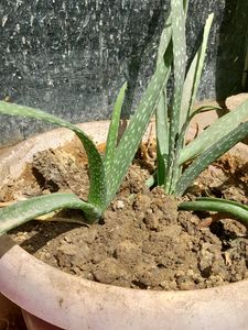 Aloe vera Small Plant, Rooted, NO POT