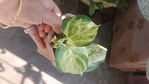 Beautiful Manjula Pothos Plant