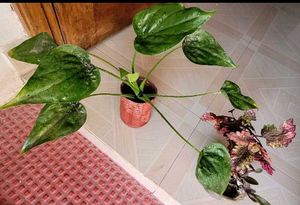 Set 2 Colues Verieties &amp; alocasia Plants🪴