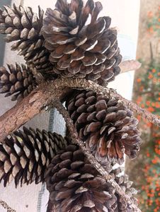Christmas Tree Pine Cone