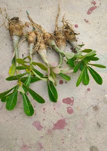 Beautiful Desert Rose Plant