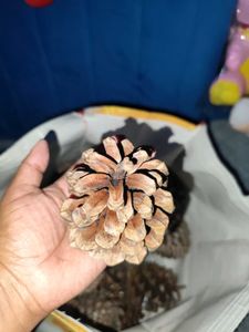 Natural Pine Cones