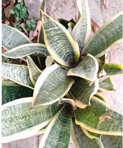 plants combo