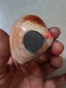 Unique Seashell fridge magnet with Pearls