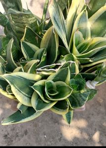 Whole1 Year Old Mature Dwarf Snake Plant