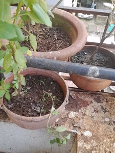 Live Holy basil/ Sabja / Chia Seed Plant